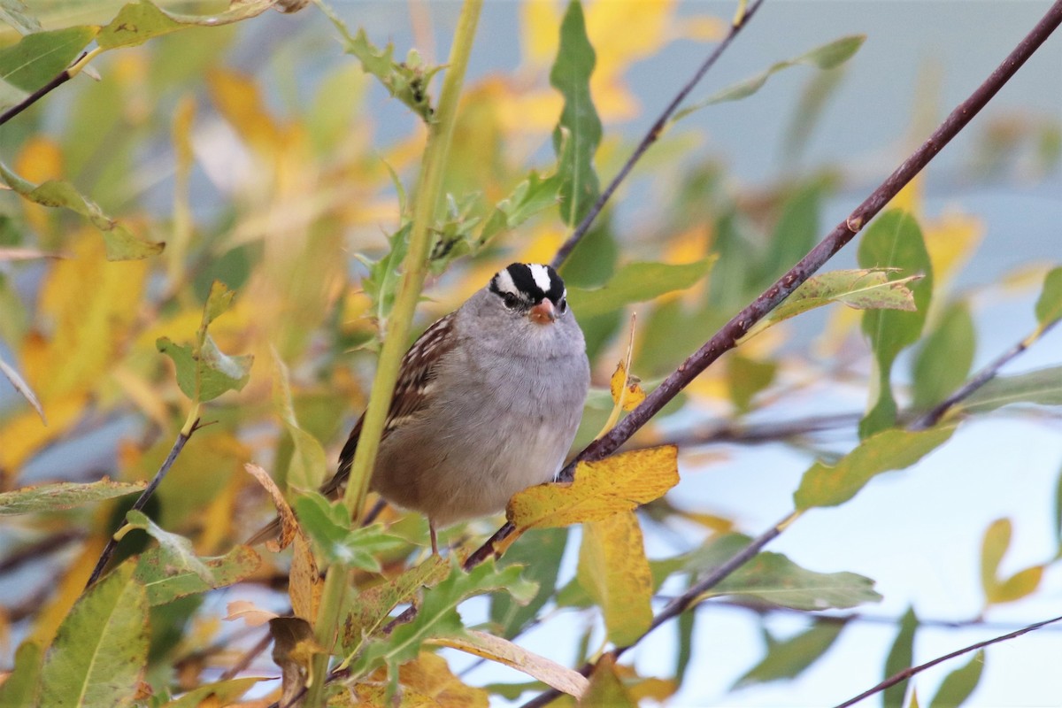 White-crowned Sparrow - ML179866151