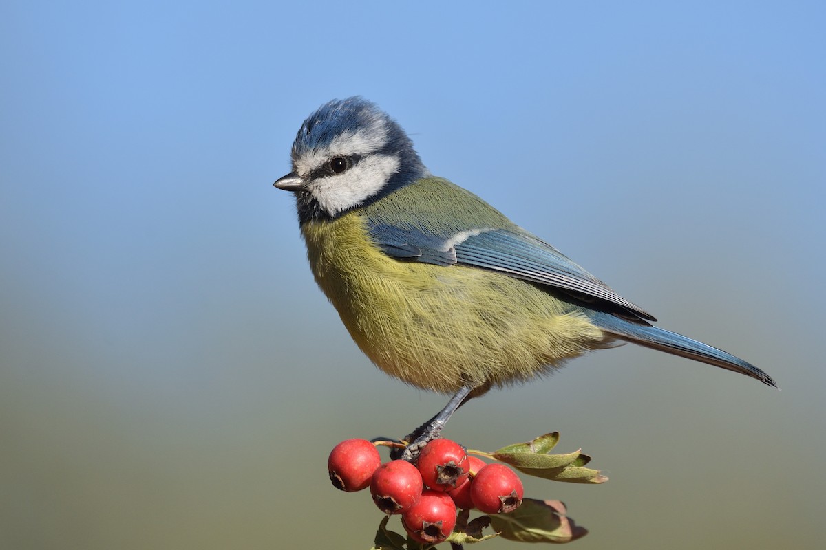 Eurasian Blue Tit - ML179867391