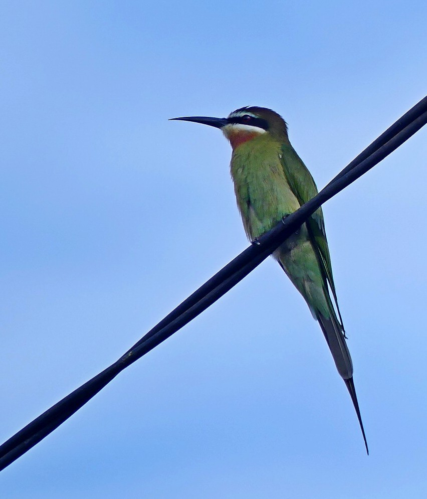 Olive Bee-eater - ML179867691