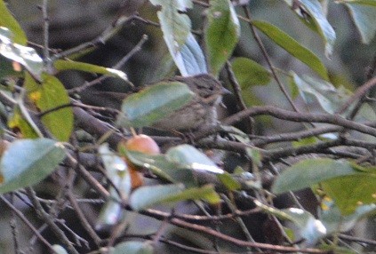 Lincoln's Sparrow - ML179867751