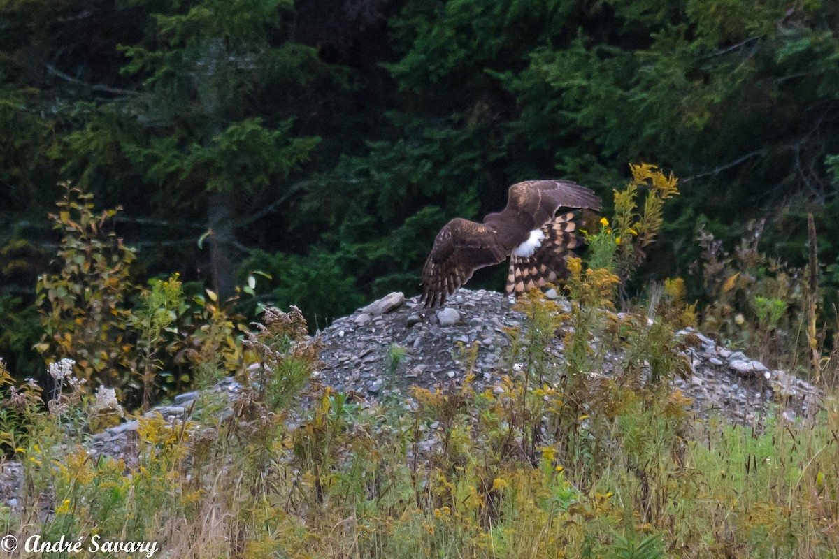 Northern Harrier - ML179871411