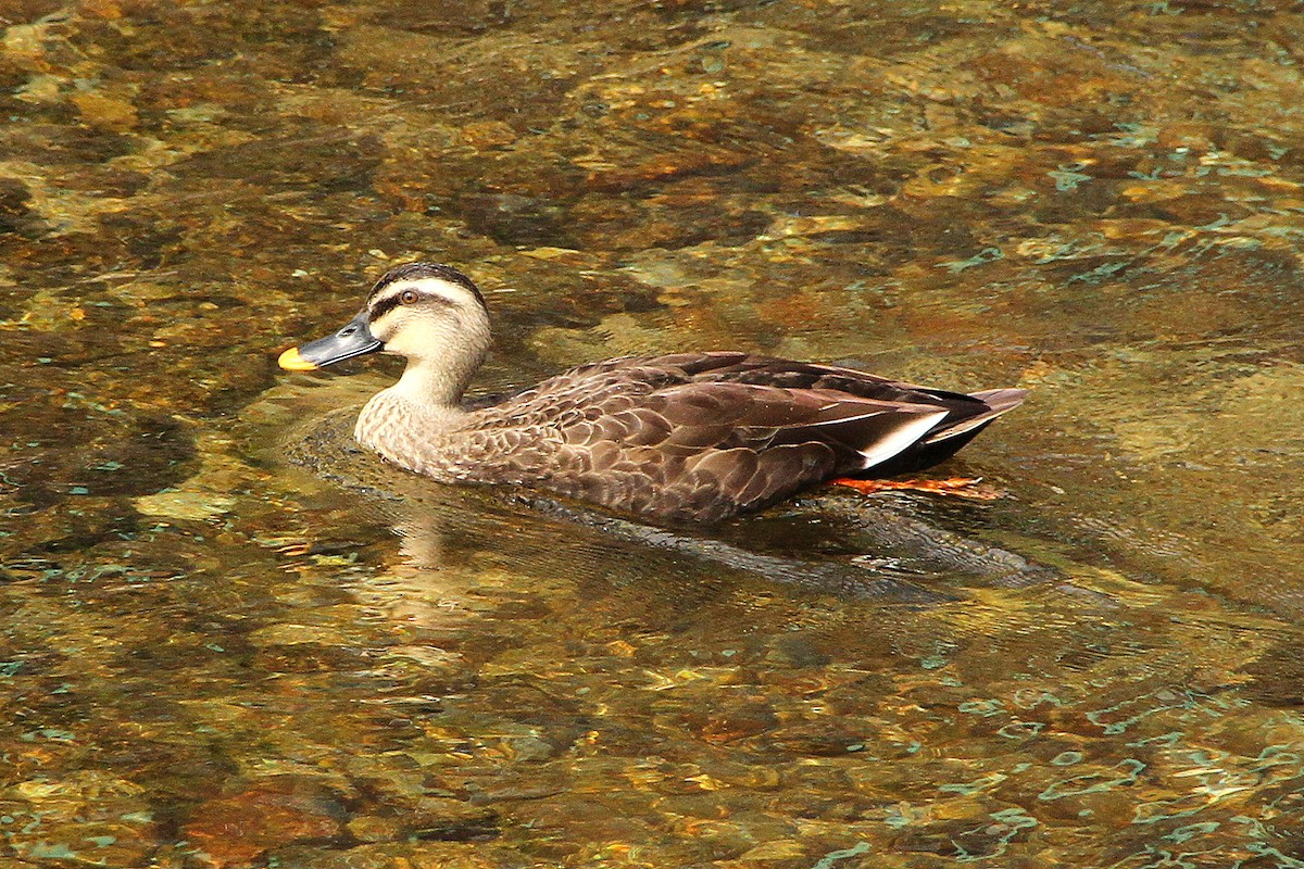 Eastern Spot-billed Duck - Bill Asteriades