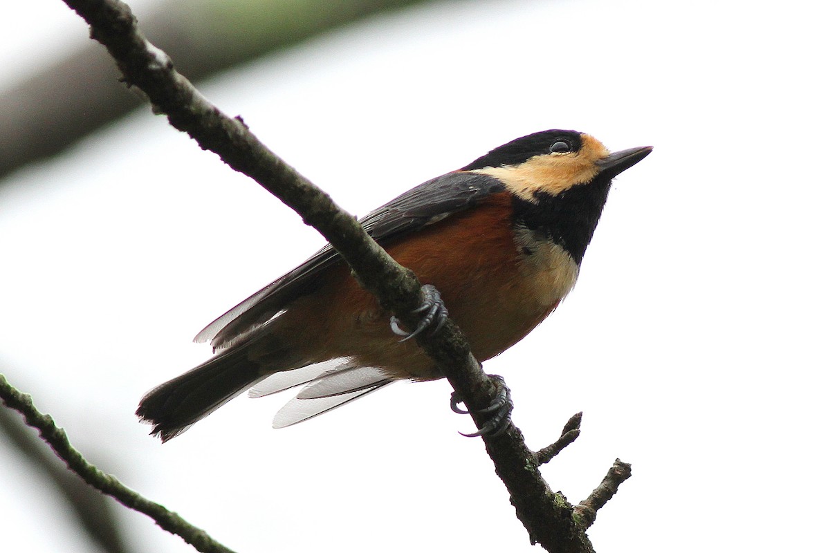 Varied Tit - Bill Asteriades