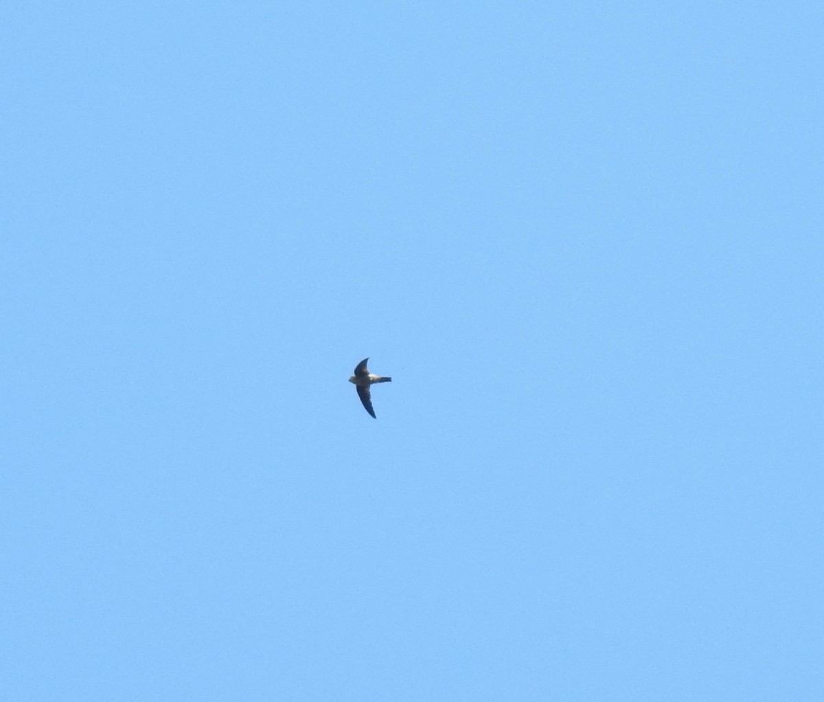 Plume-toed Swiftlet - ML179873551