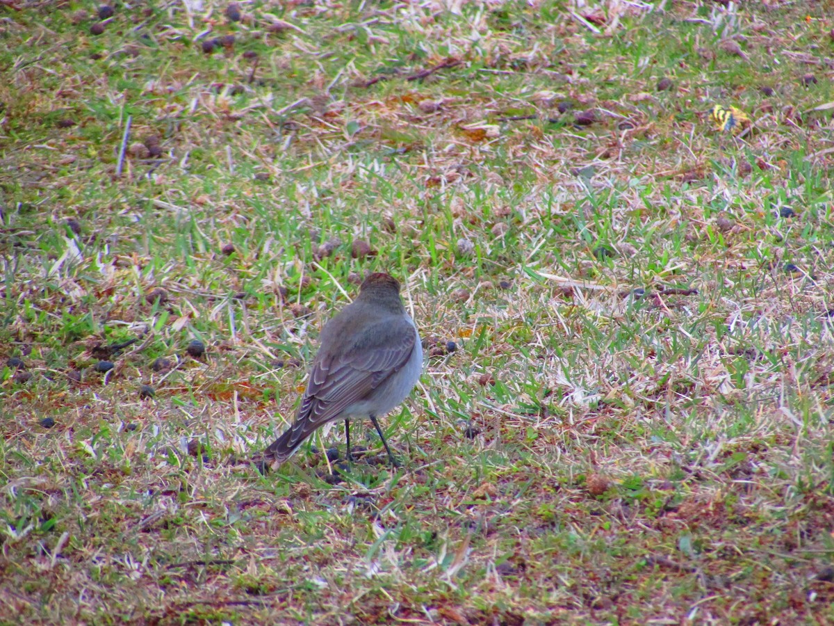 Dark-faced Ground-Tyrant - ML179875321