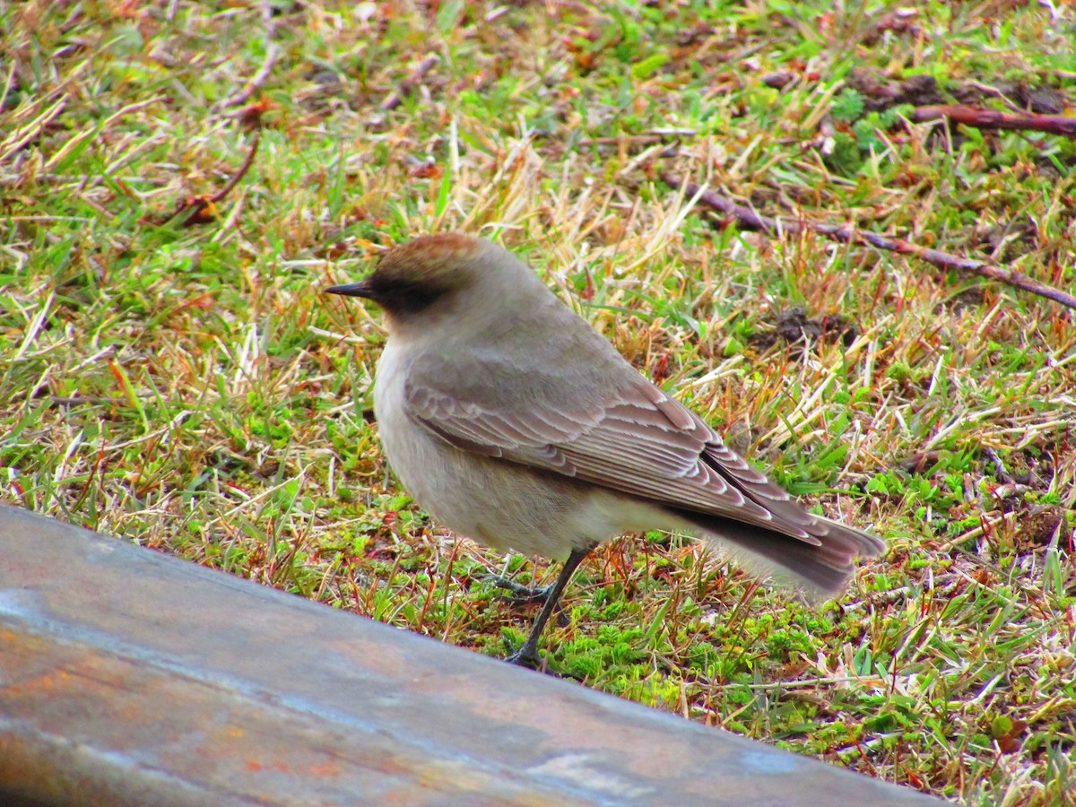 Dark-faced Ground-Tyrant - ML179875331