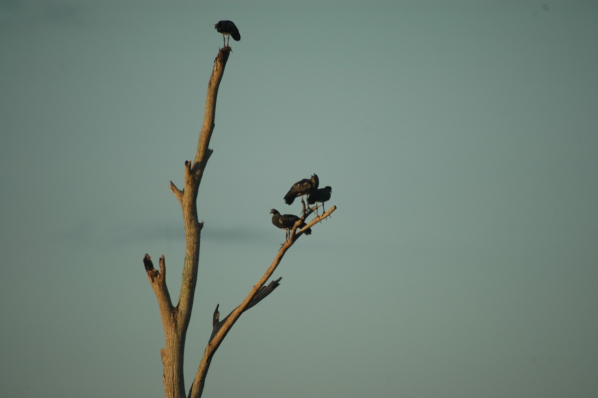 Horned Screamer - ML179875891