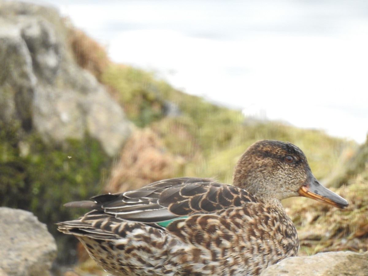 Green-winged Teal - Jessy Lopez Herra