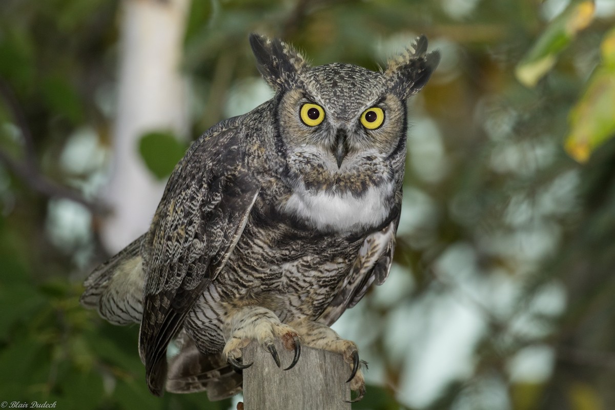 Great Horned Owl - ML179877561