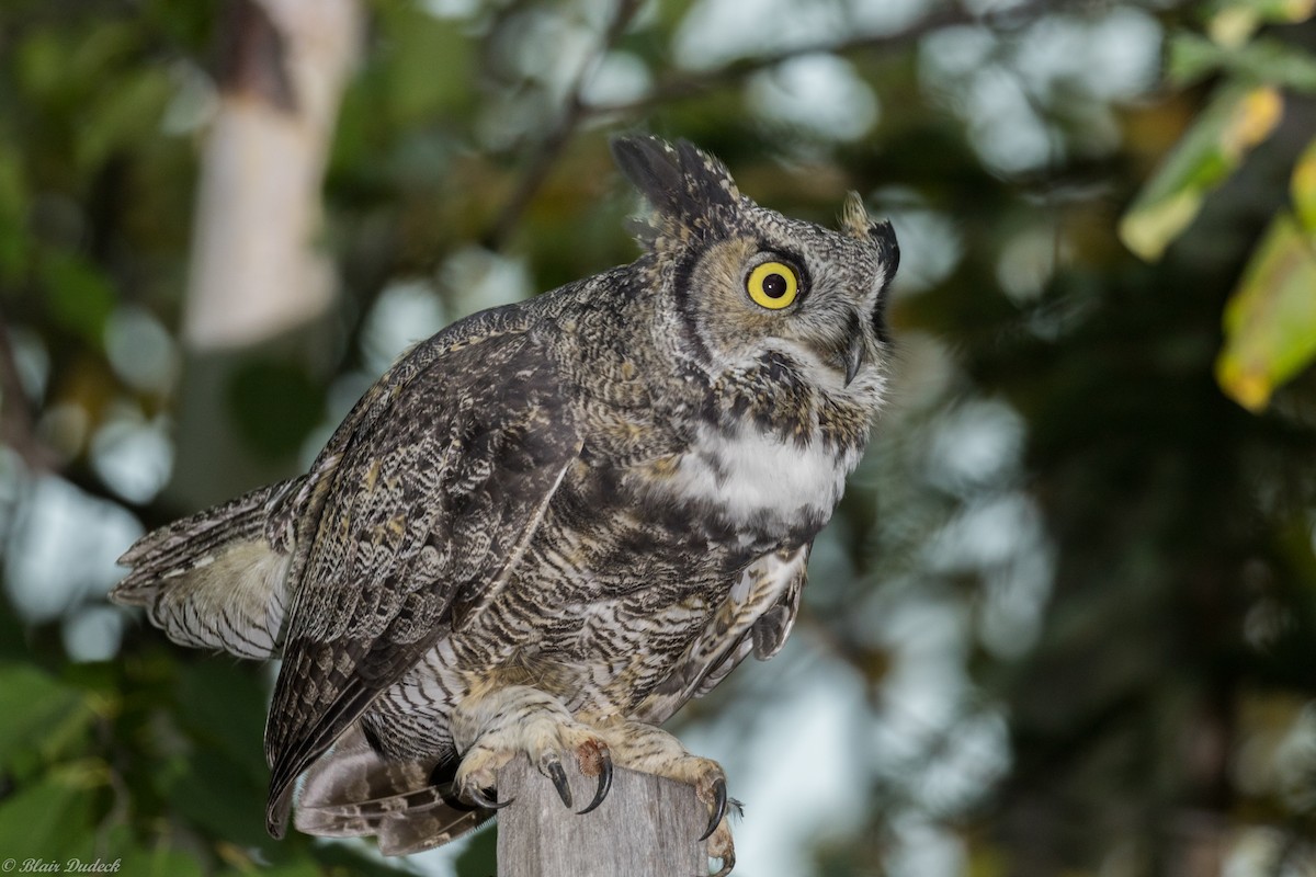 Great Horned Owl - ML179877581