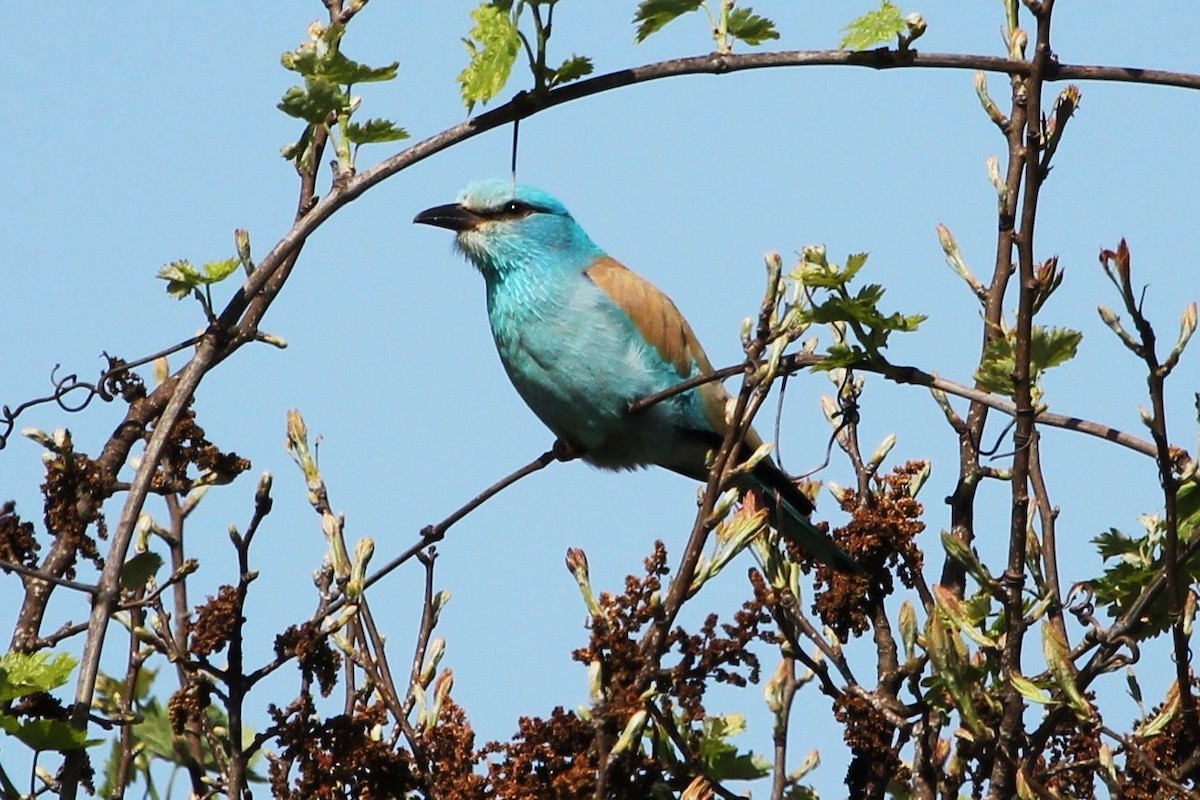 European Roller - ML179878921