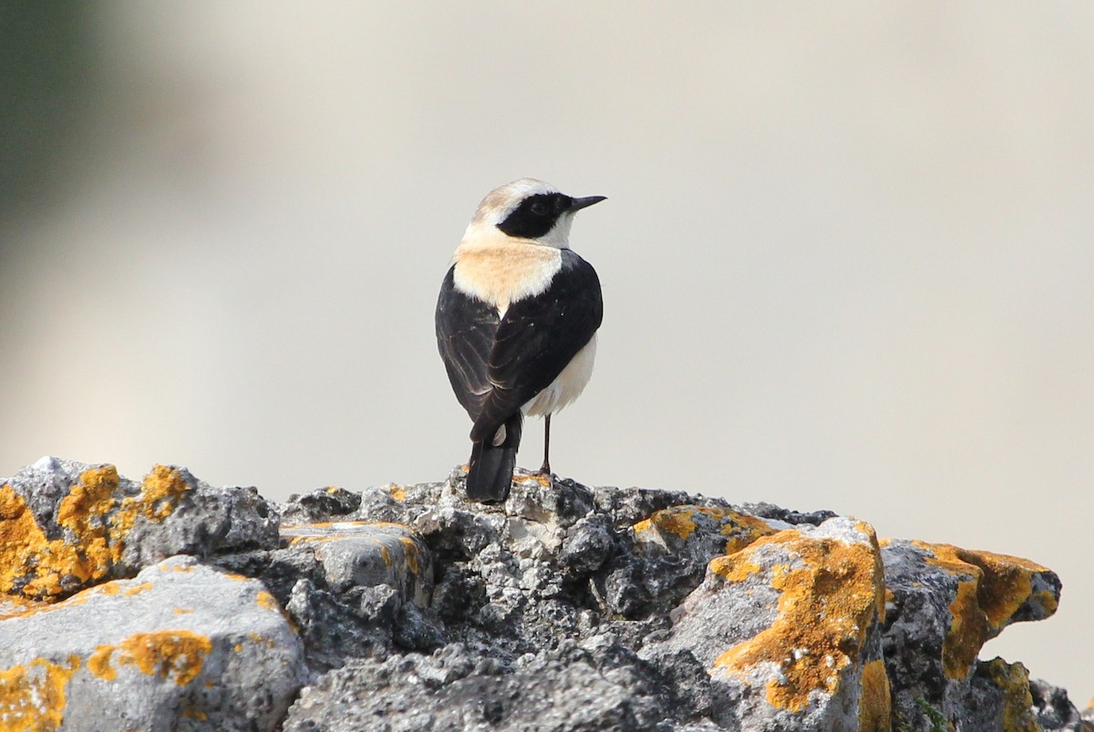 Eastern Black-eared Wheatear - ML179879011