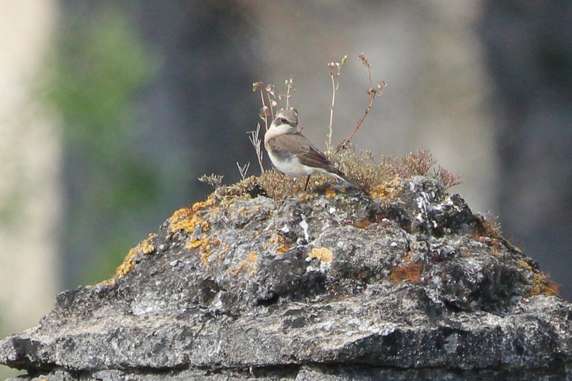 Eastern Black-eared Wheatear - ML179879121