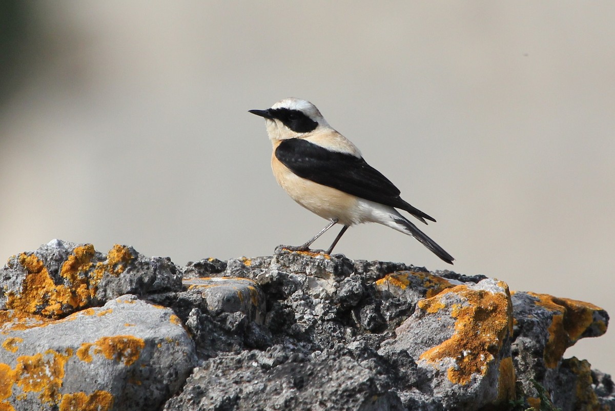 Eastern Black-eared Wheatear - ML179879131