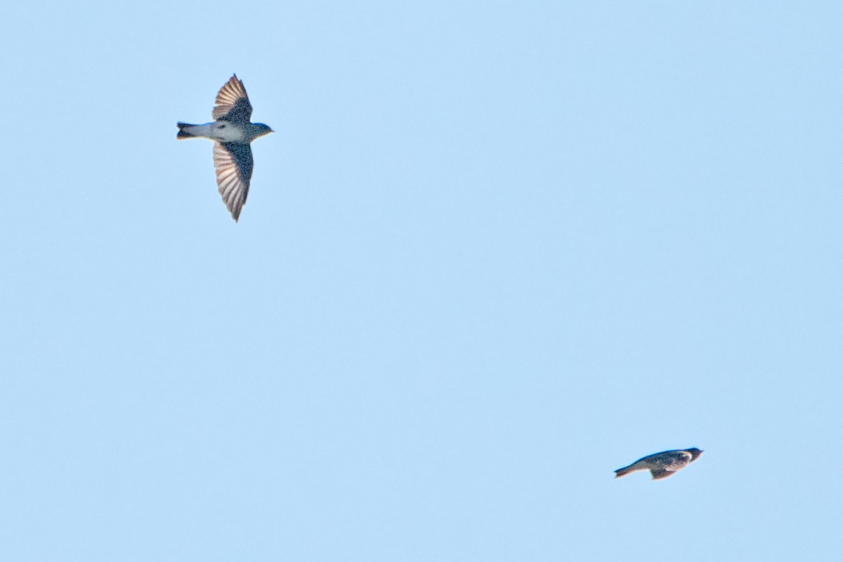 Golondrina Bicolor - ML179879481