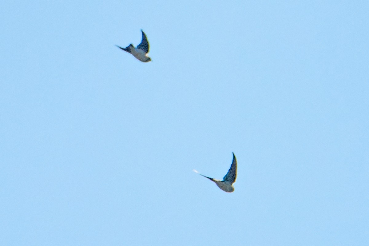 Golondrina Bicolor - ML179879491