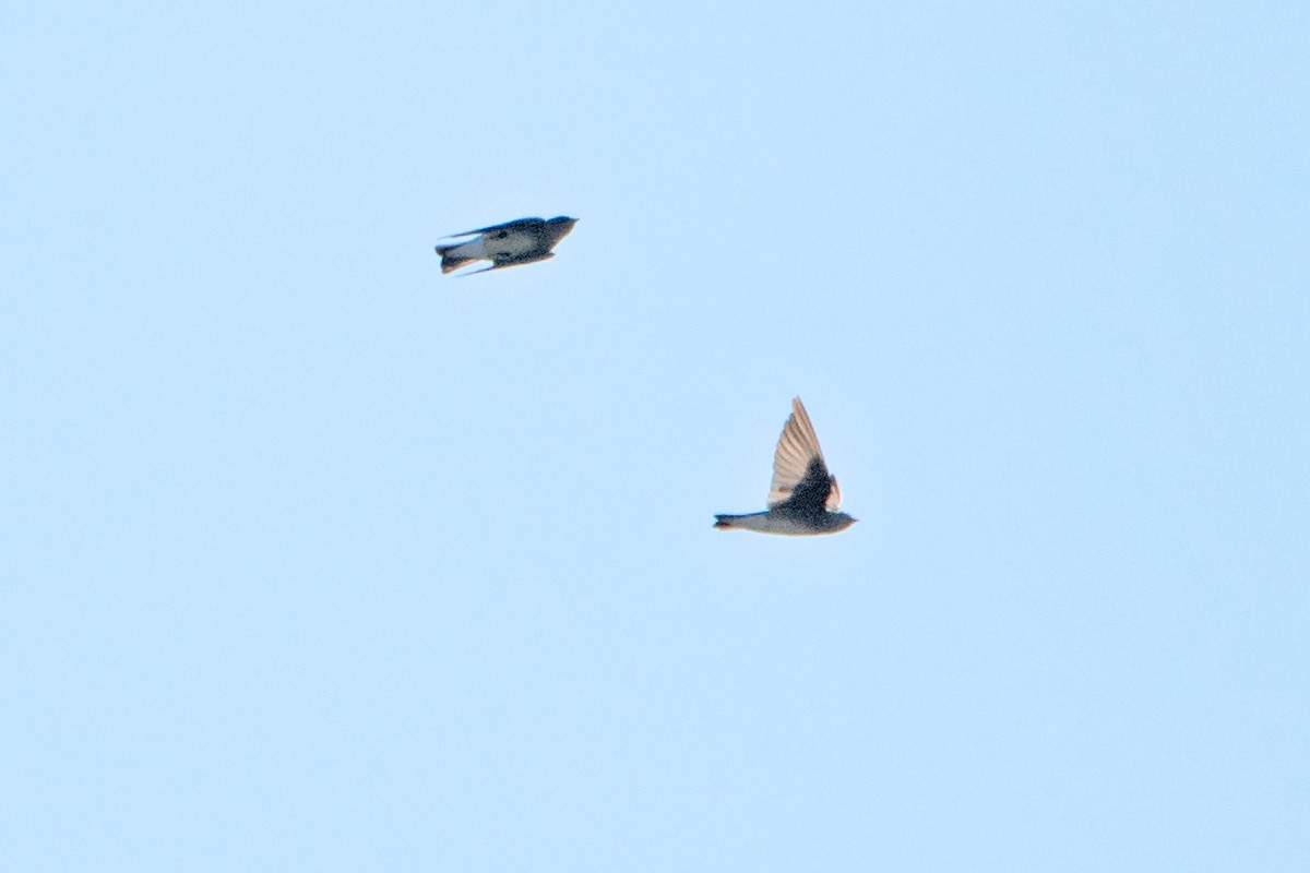 Golondrina Bicolor - ML179879501