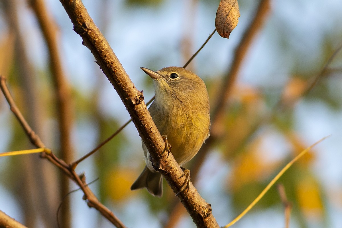 Pine Warbler - Martin Wall