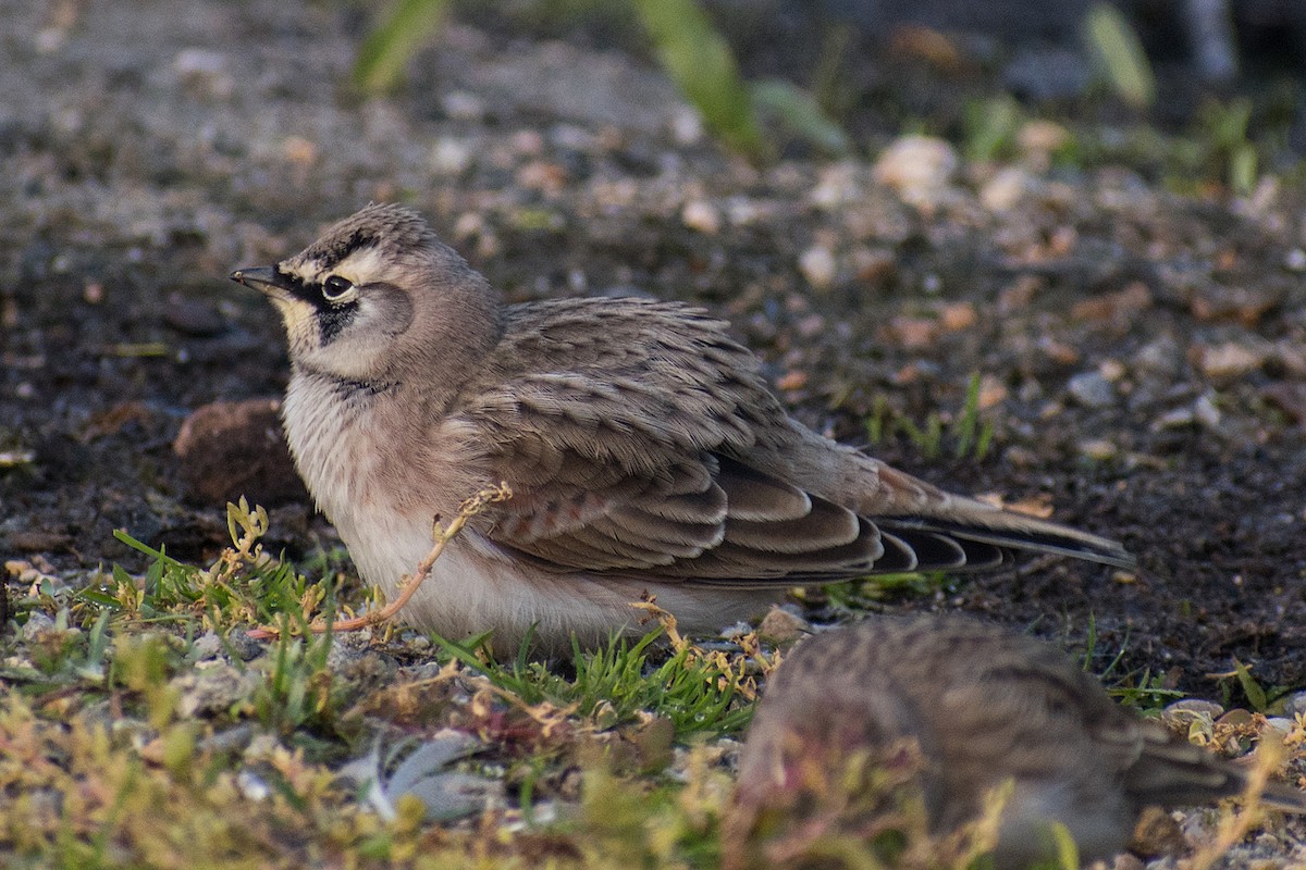 Horned Lark - Paul Prappas