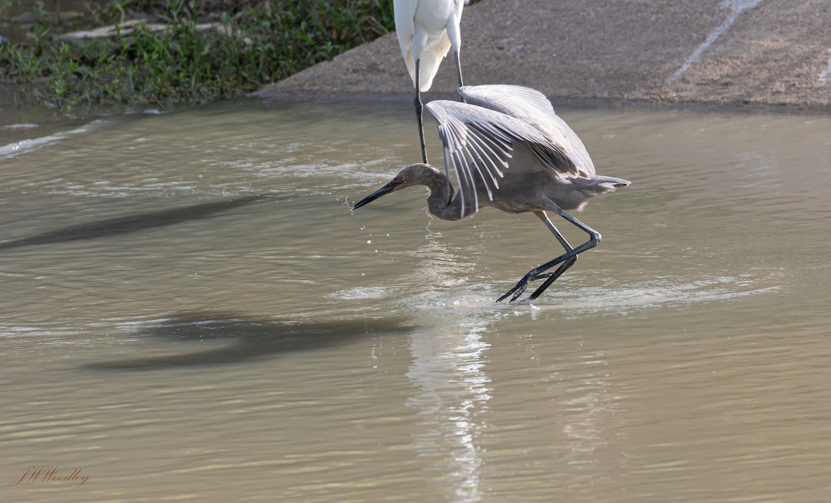 Reddish Egret - Janey Woodley