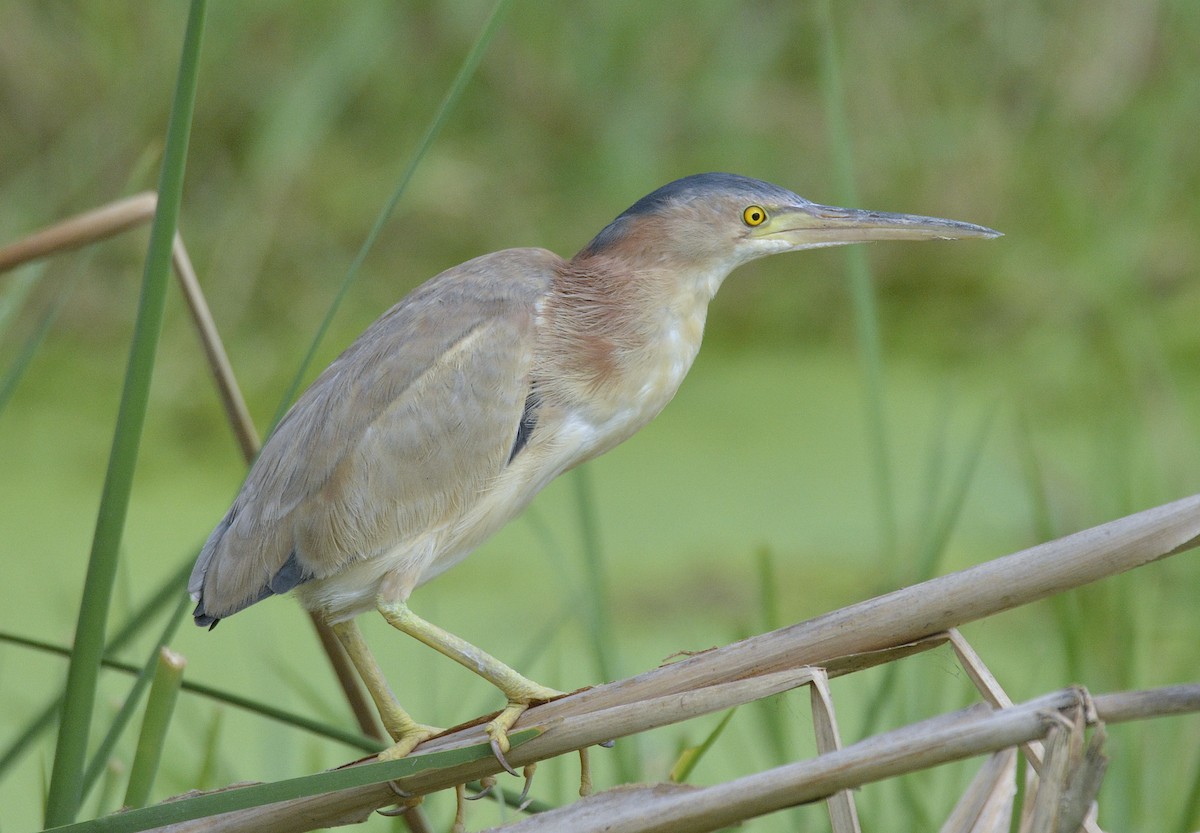 Yellow Bittern - ML179887281