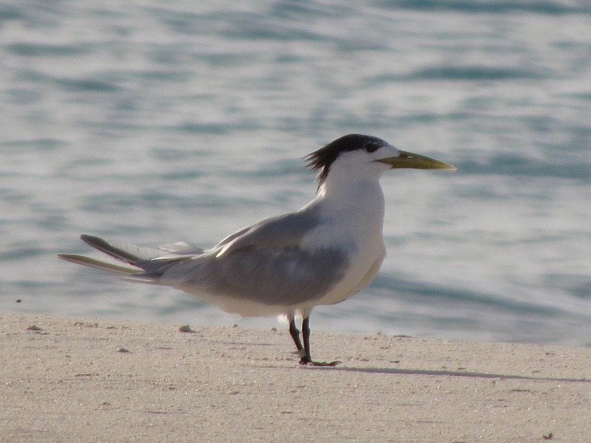 Great Crested Tern - Kevin Seymour