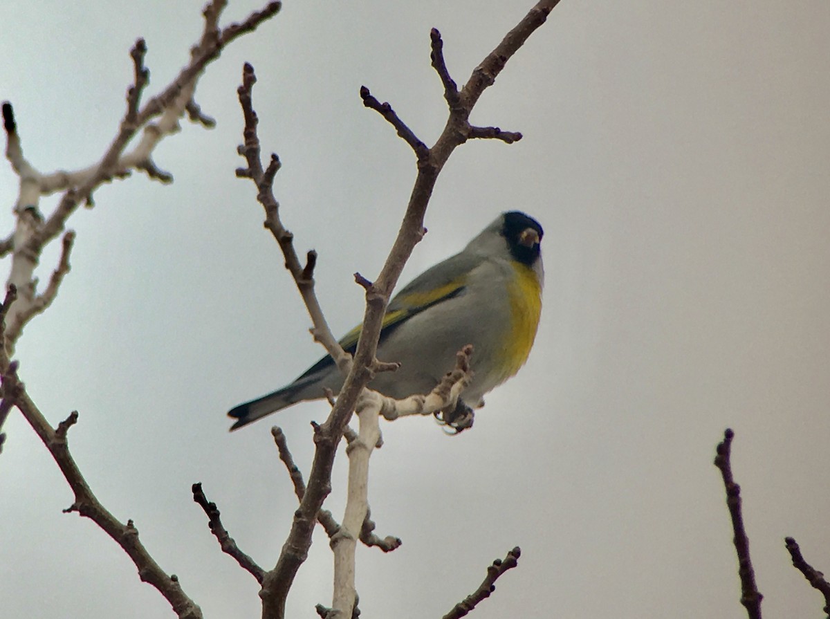 Lawrence's Goldfinch - ML179889801