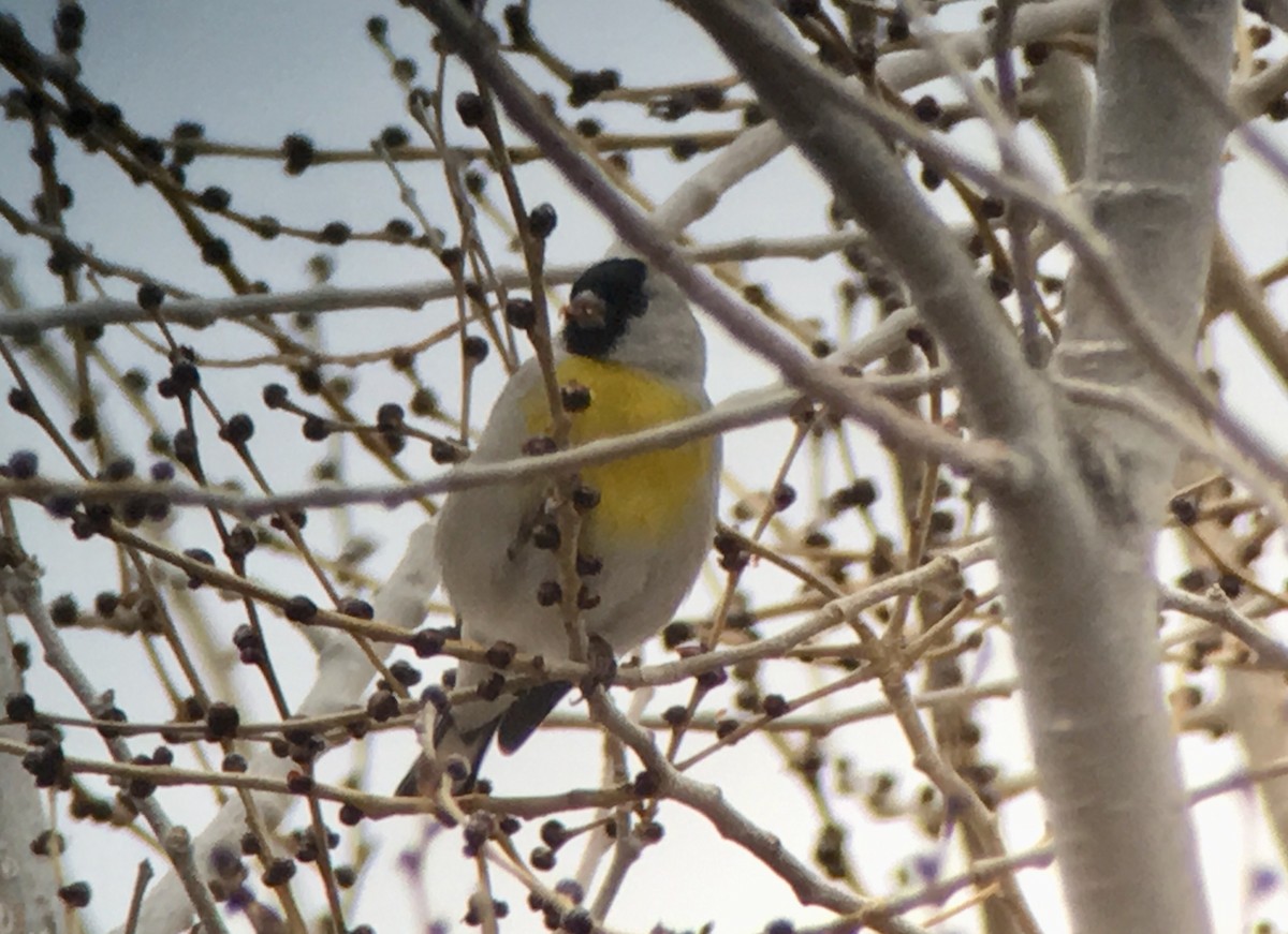 Lawrence's Goldfinch - ML179889811