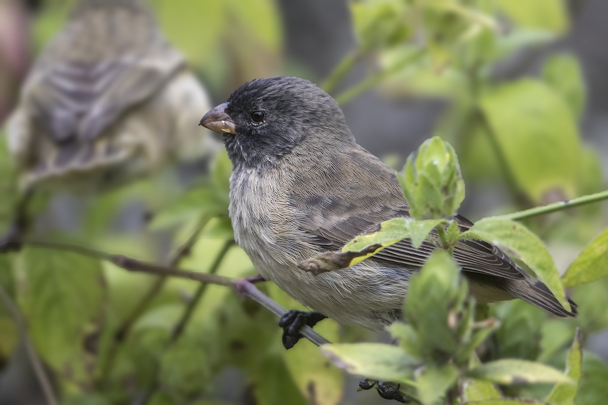 ML179892291 - Small Tree-Finch - Macaulay Library