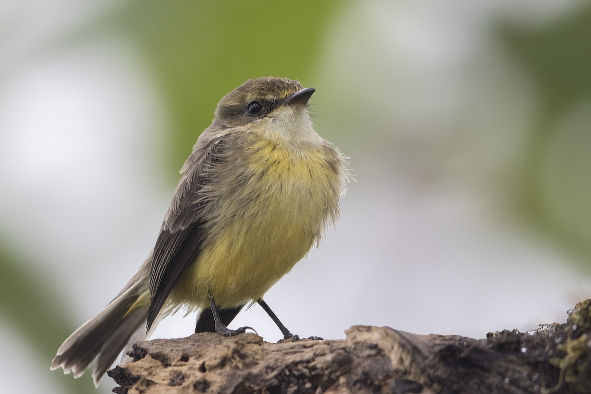 Brujo Flycatcher (Galapagos) - Bradley Hacker 🦜