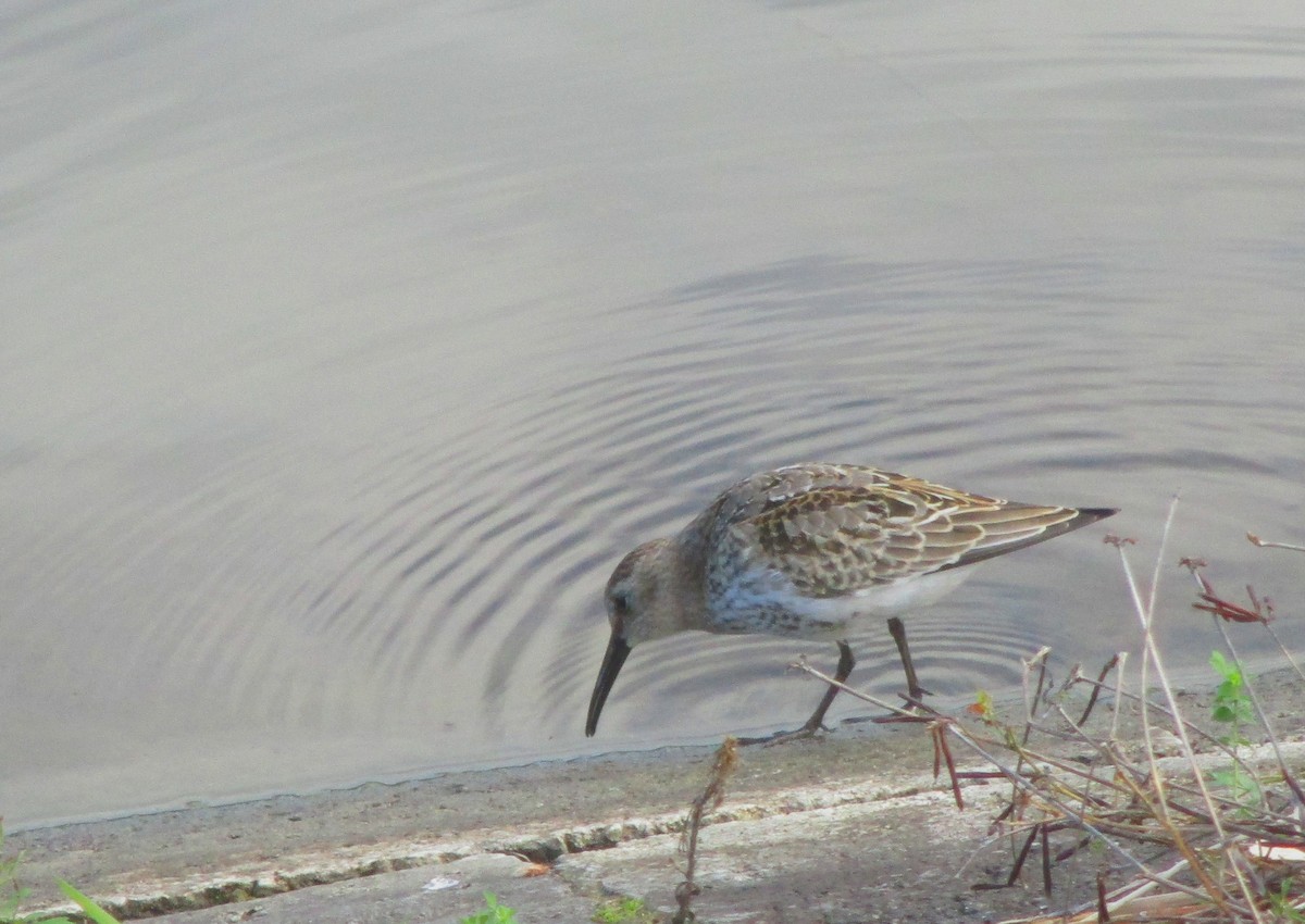 Dunlin - ML179895101