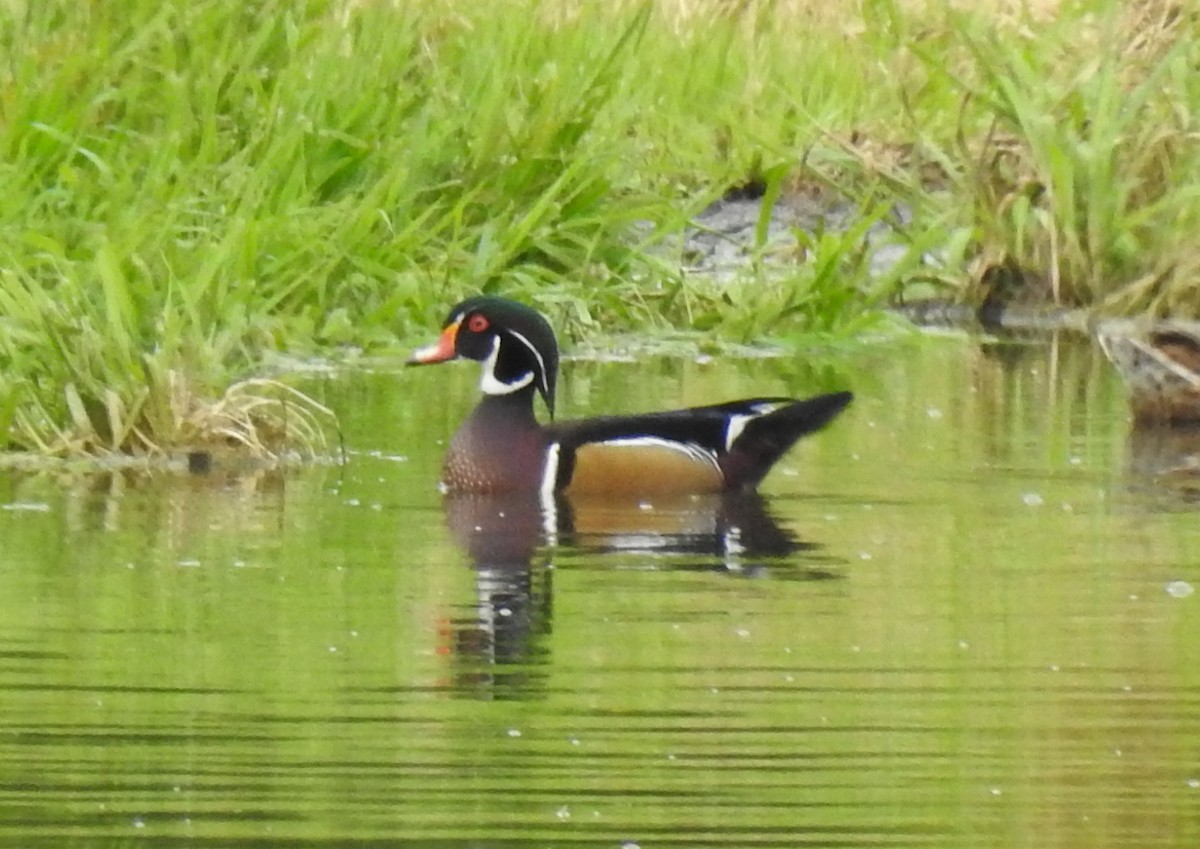 Wood Duck - ML179895391