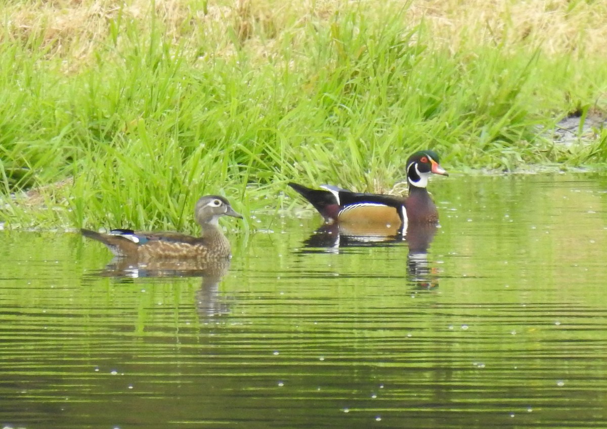 Wood Duck - ML179895411