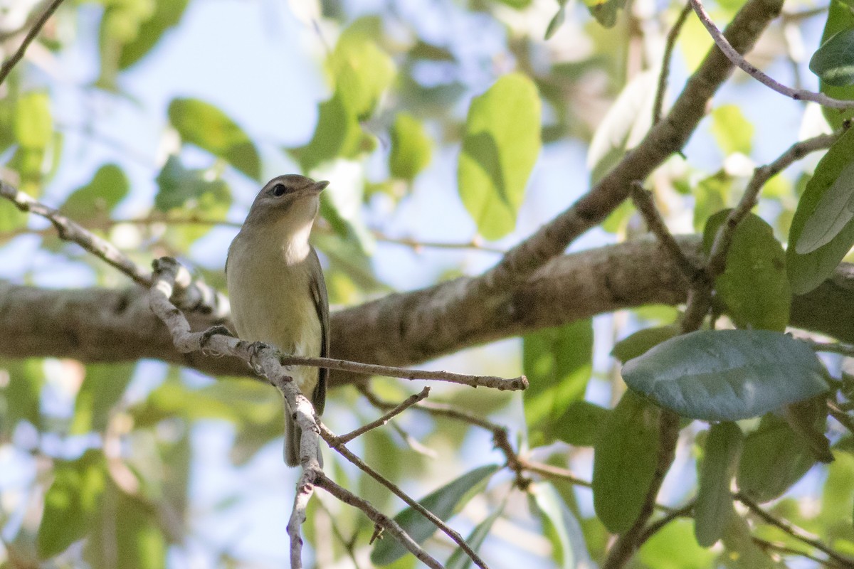 Eastern Warbling Vireo - ML179896231