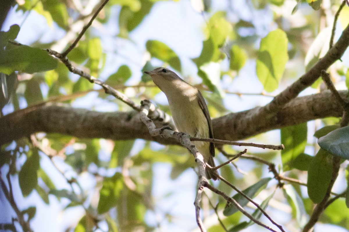 Eastern Warbling Vireo - ML179896241