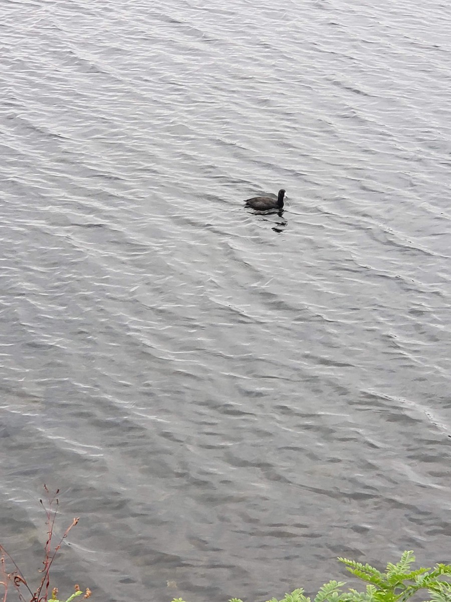 American Coot - ML179898951