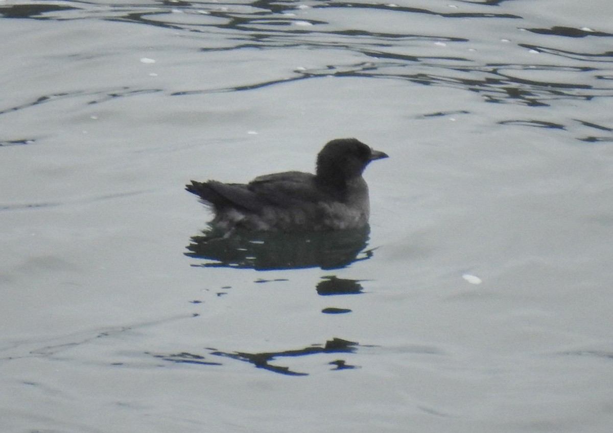 Rhinoceros Auklet - ML179899331