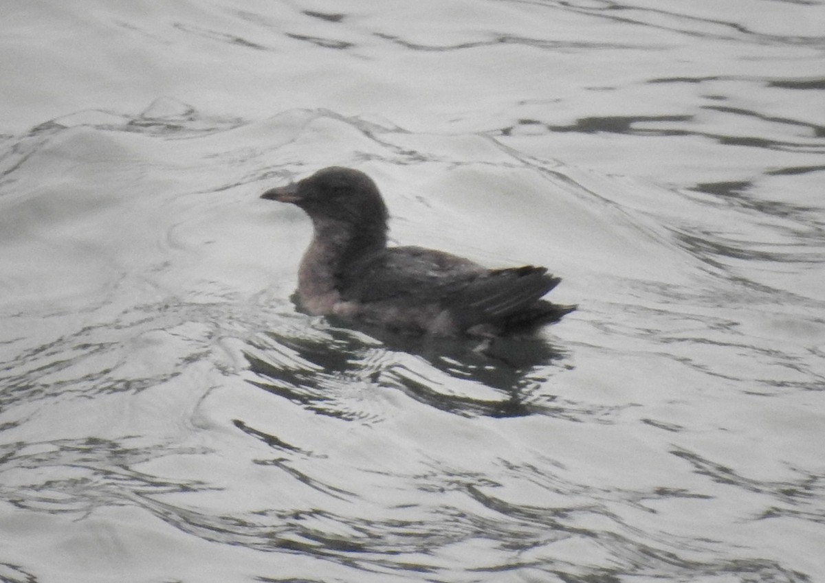 Rhinoceros Auklet - ML179899351