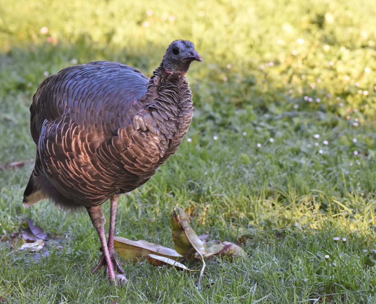 Wild Turkey - ML179899571