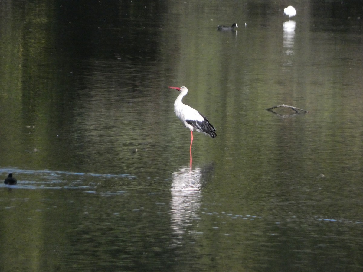 White Stork - David Santamaría Urbano