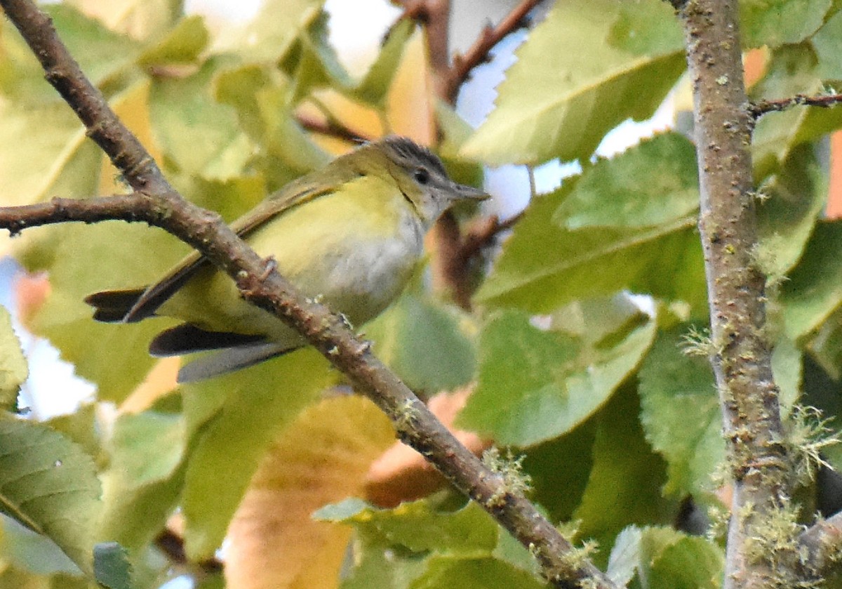 Gelbflankenvireo - ML179900101