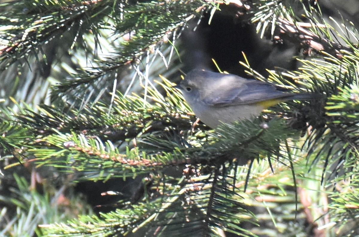 Virginia's Warbler - ML179900191