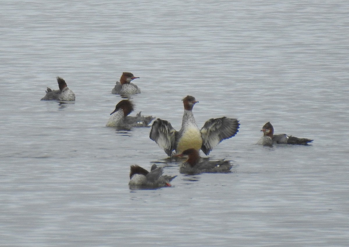 Common Merganser - Robert Raffel