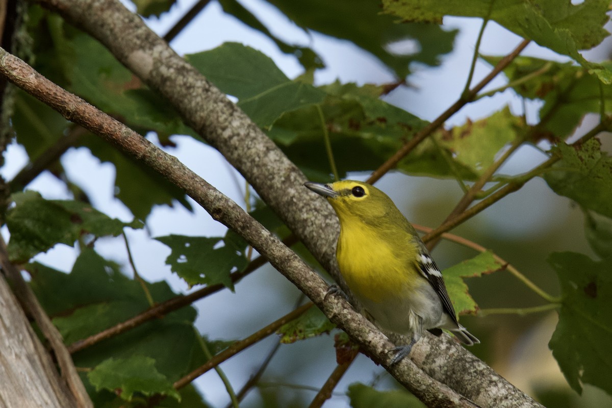 Yellow-throated Vireo - ML179901861