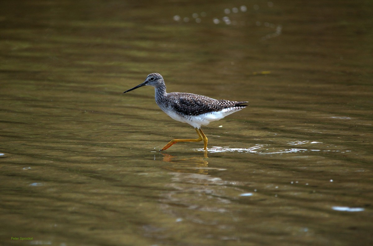 Greater Yellowlegs - ML179902451