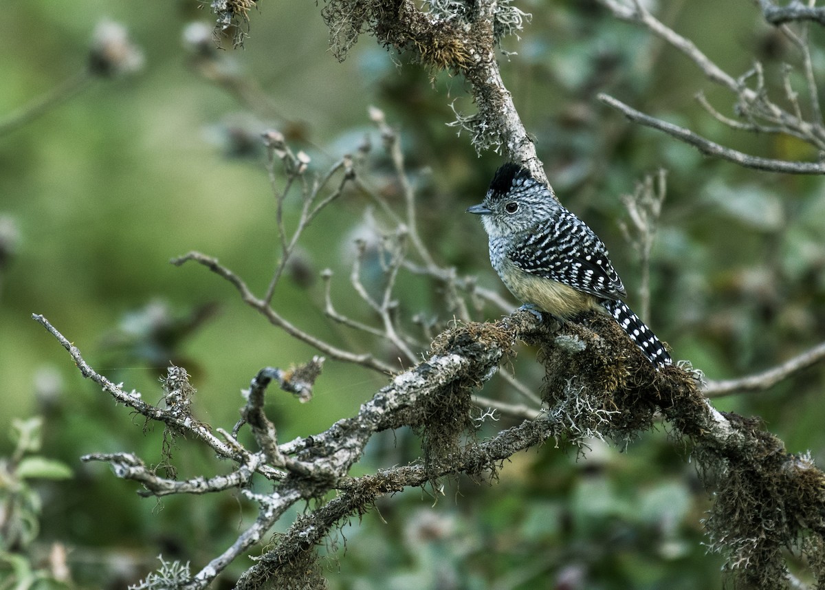 Chapman's Antshrike - Nick Athanas