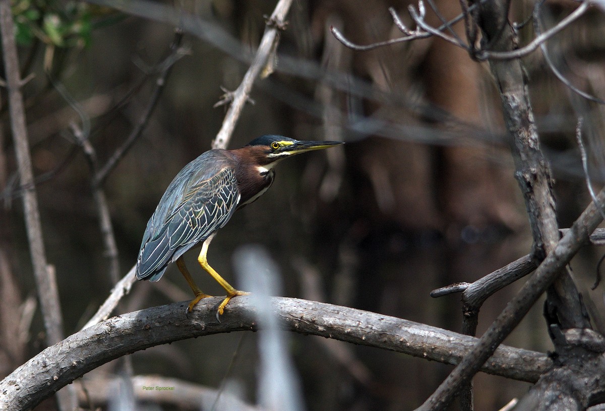 Green Heron - Peter Sprockel