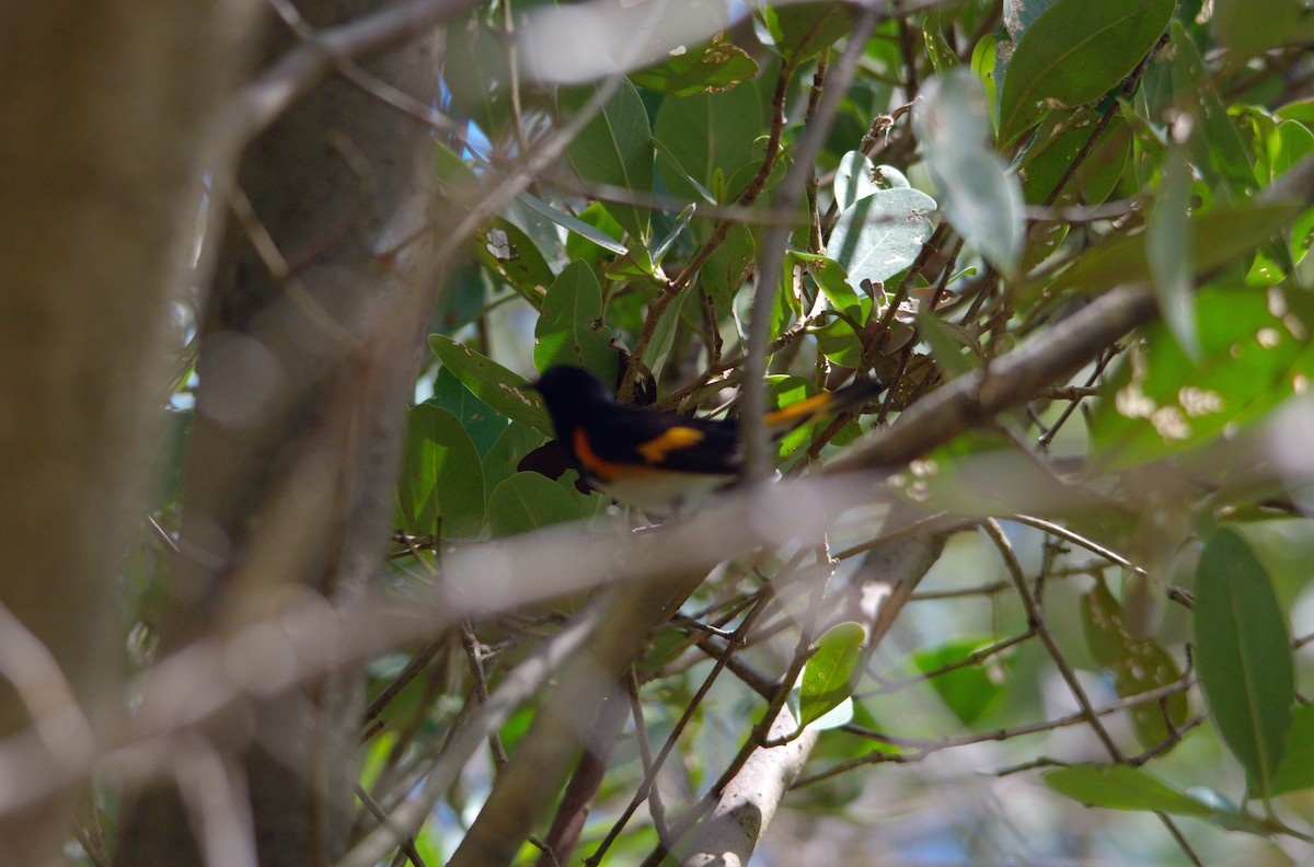 American Redstart - Peter Sprockel