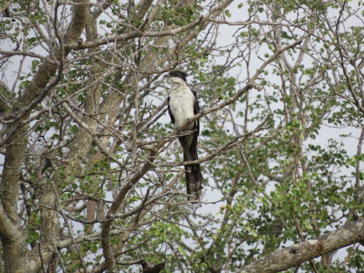 Pied Cuckoo - Johnny Wilson