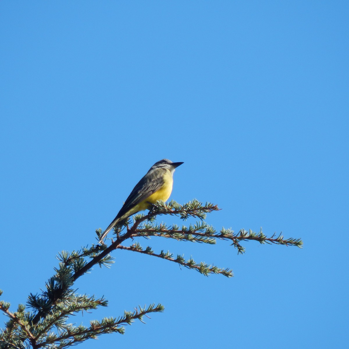 Tropical Kingbird - ML179905751